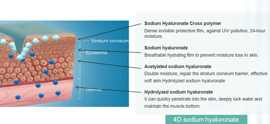 Natrium Hyaluronate (HA) 4D