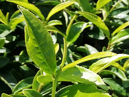 Mengapa Terroir Penting untuk Kualitas Bubuk Matcha Premium?